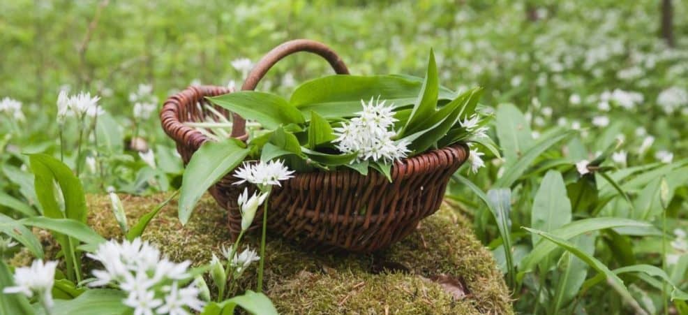 11 tips när du plockar vilda växter i naturen