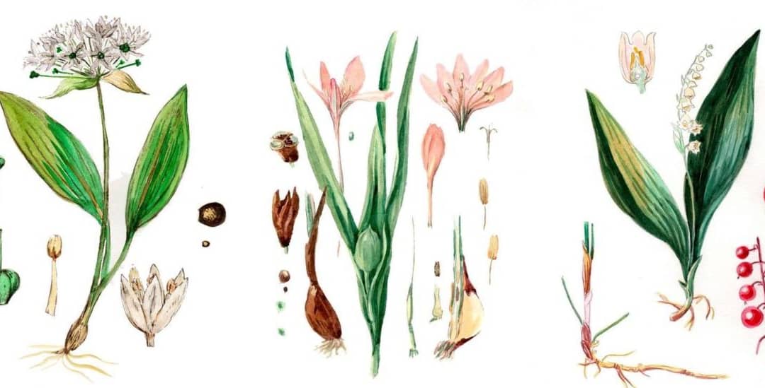 Ramslök, Liljekonvalj, Tidlösa – 3 växter deras blad kan förväxlas