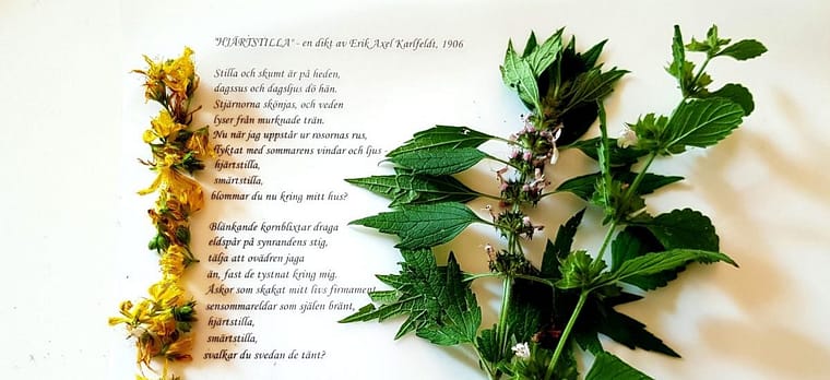 Stilla hjärtat med te och poesi
